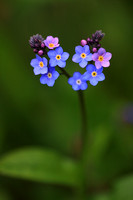 Forget-me-not 3
