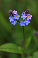 Forget-me-not 4