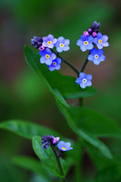 Forget-me-not 2