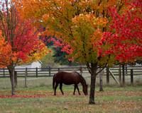 Horse in Autumn